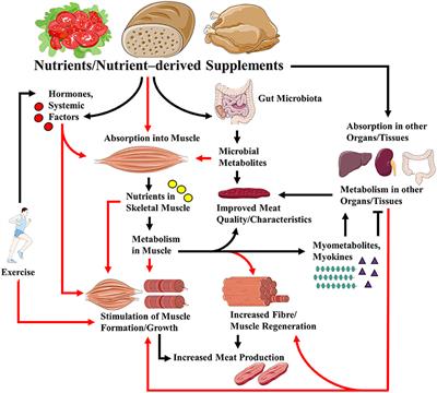 Nutritional requirements for muscle reconstruction